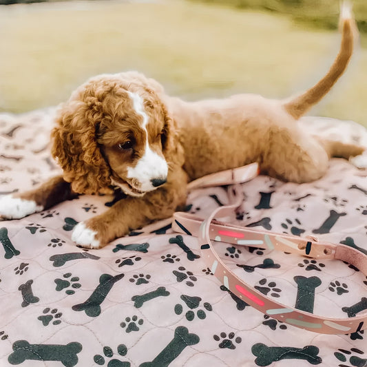 Herbruikbare Huisdieren Trainingsmat – Duurzaam, Absorberend & Lekvrij Alternatief voor Wegwerppads